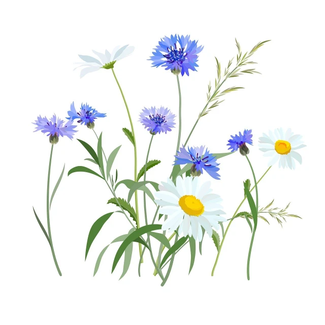 a painting of blue and white flowers on a white background, an illustration of, summer meadow, illustration detailed, flat illustration, realistic illustration