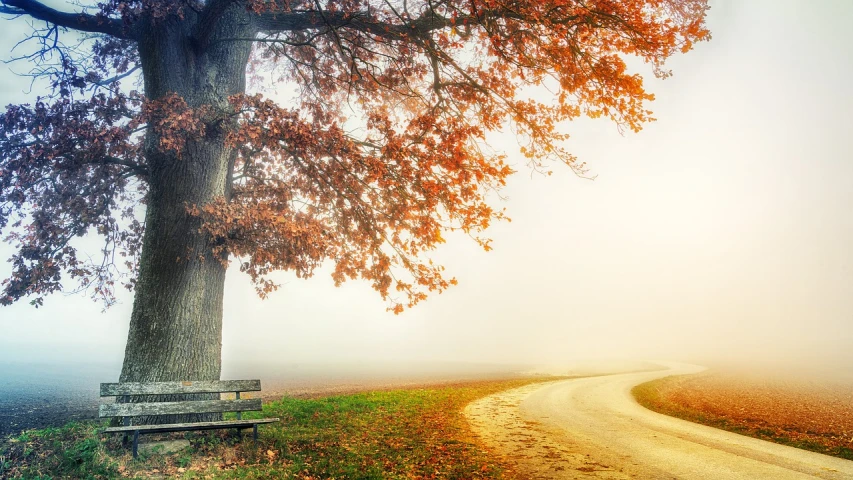 a bench sitting next to a tree on a foggy day, romanticism, country road, vibrant autumn colors, beautiful iphone wallpaper, 1128x191 resolution