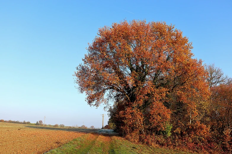 a tree that is in the middle of a field, a photo, by Dave Allsop, orange and brown leaves for hair, red and blue back light, on the side of the road, osr