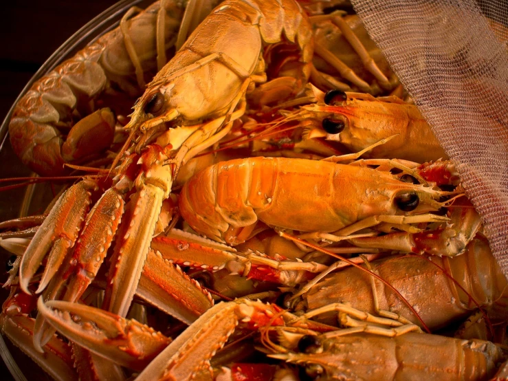 a basket full of lobsters sitting on top of a table, a photo, by Dietmar Damerau, shutterstock, viewed from below, gushy gills and blush, gold, grain”
