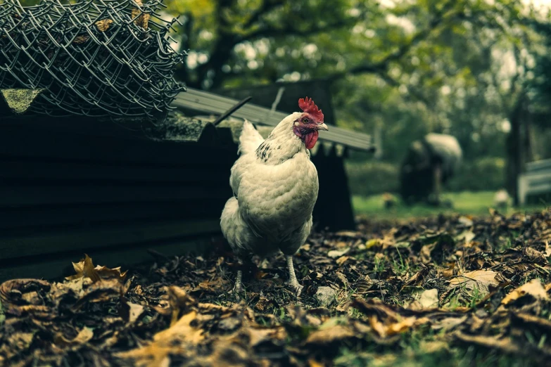 a white chicken standing on top of a pile of leaves, a photo, by Elsa Bleda, renaissance, outside in a farm, post processed 4k, walking towards camera, outdoor photo