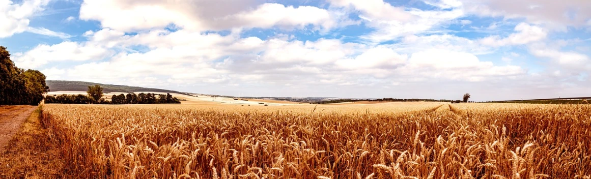 a field of ripe wheat on a sunny day, by David Simpson, pixabay, precisionism, panorama distant view, an australian summer landscape, high - key, cornwall