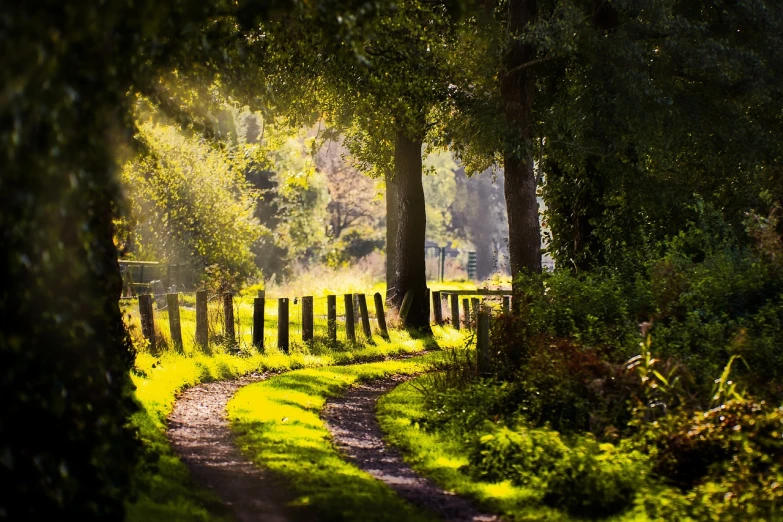 a dirt road running through a lush green forest, a picture, by Richard Carline, romanticism, wooden fence, soft autumn sunlight, beautiful lighting composition, beautiful english countryside