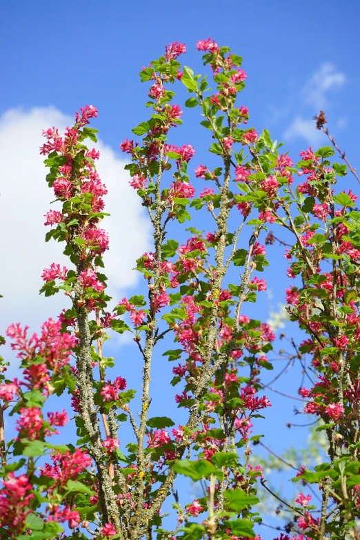 a tree with pink flowers against a blue sky, a photo, by Alison Watt, shutterstock, wearing gilded ribes, stock photo, lostus flowers, vibrant red and green colours