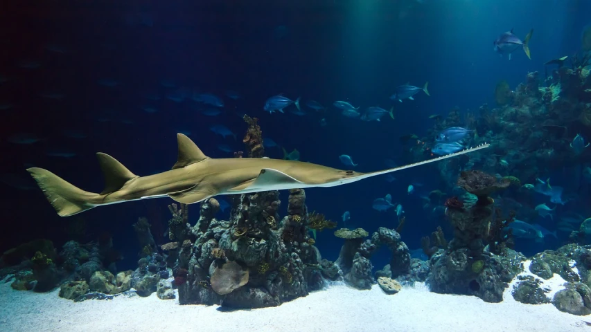 a close up of a fish in an aquarium, a picture, by Hans Werner Schmidt, flickr, manta ray made of pancake, sharks, long arm, sharp background