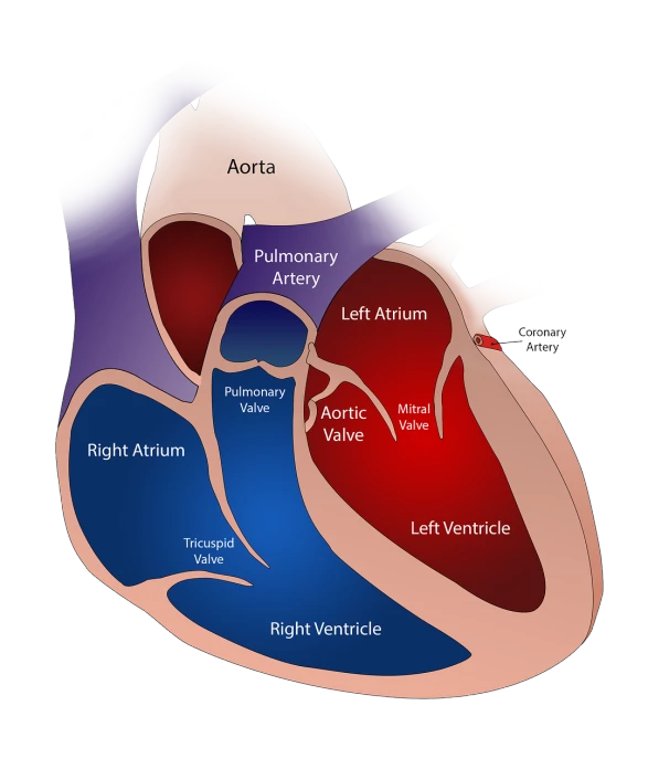 a diagram of the human heart showing the right atrium, left atrium, left ventricle, right ventricle, right ventricle, shutterstock, with a black dark background, detailed vector, high detail illustration, very coherent image