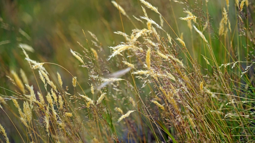 a close up of tall grass in a field, by David Simpson, pixabay, naturalism, hairs fluttering on the wing, rocky grass field, gilt-leaf winnower, meadows on hills