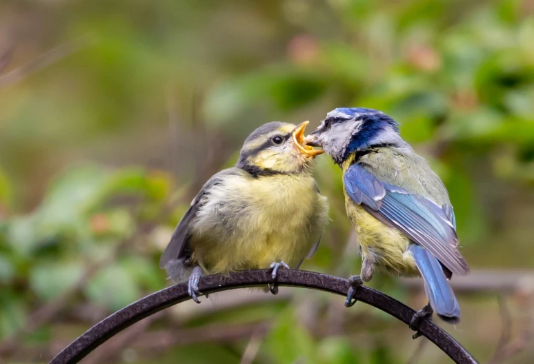 a couple of birds sitting on top of a tree branch, by Dietmar Damerau, pexels, licking tongue, blue and yellow theme, maternal photography 4 k, old and young