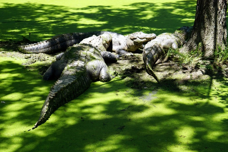 a group of alligators that are laying in the grass, flickr, environmental art, paris 2010, louisiana, shade, swamp monster