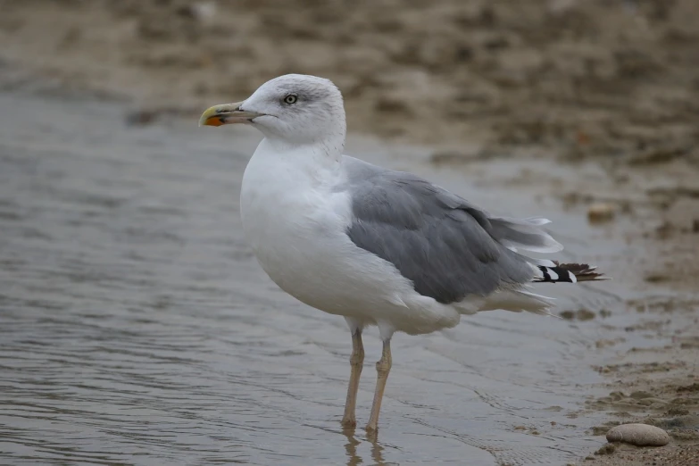 a seagull standing on the edge of a body of water, a portrait, 4 0 0 mm f 1. 2, on the sand, soggy, illinois