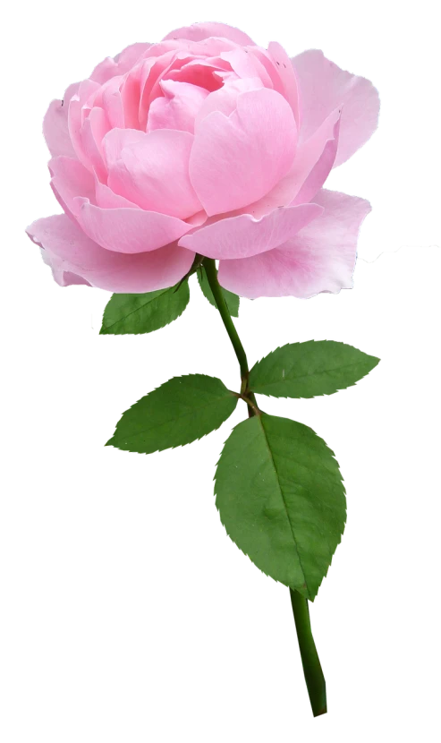 a single pink rose with green leaves on a black background, a digital rendering, flickr, closeup photo, various posed, ((oversaturated)), full body close-up shot