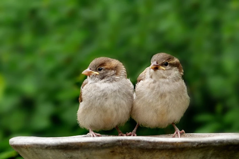 two small birds sitting on top of a bird bath, a picture, shutterstock, portrait photo, immature, stock photo, with round cheeks