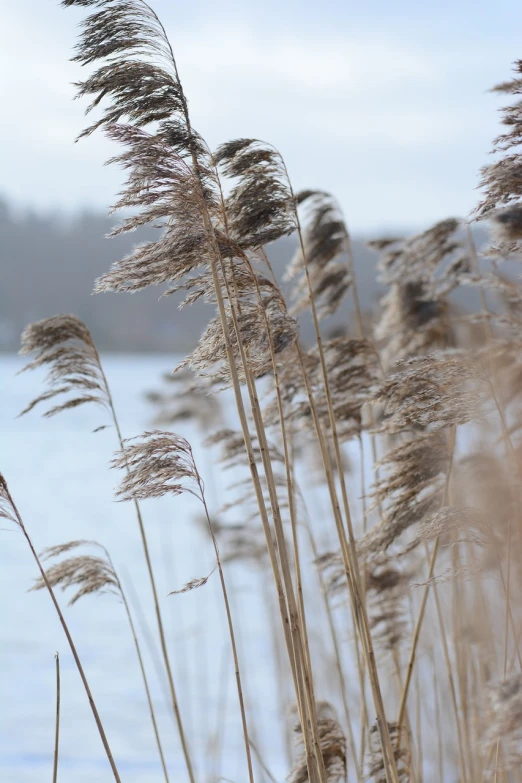 a bunch of tall grass next to a body of water, a picture, romanticism, winter atmosphere, 2 0 0 mm focus, ears, low angle photo