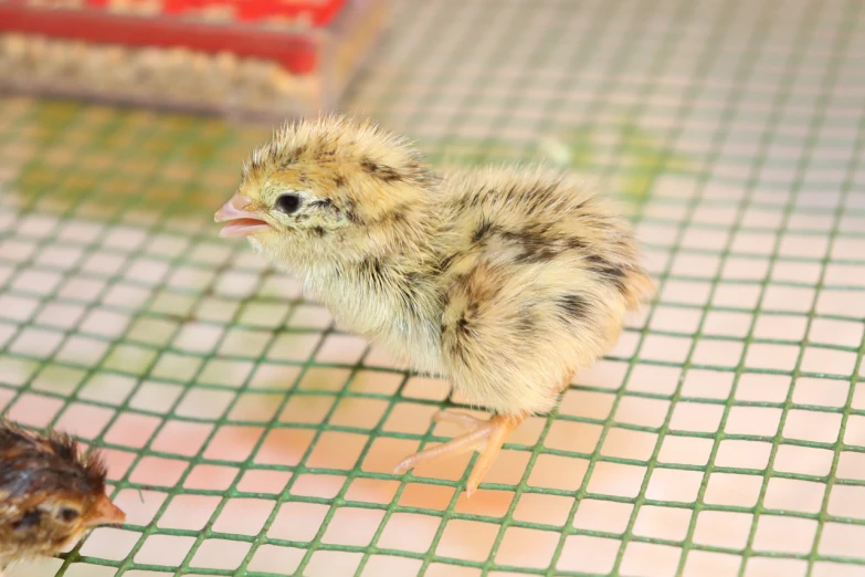 a small chicken standing on top of a green net, a picture, by Clara Miller Burd, shutterstock, on a checkered floor, biological photo, very sharp and detailed photo, stock photo