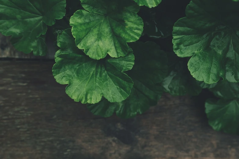 a close up of a plant with green leaves, unsplash, wooden background, alessio albi, background image, background full of lucky clovers