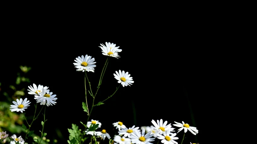 a group of white flowers sitting on top of a lush green field, a portrait, minimalism, on a black background, chamomile, ! low contrast!, colorful high contrast