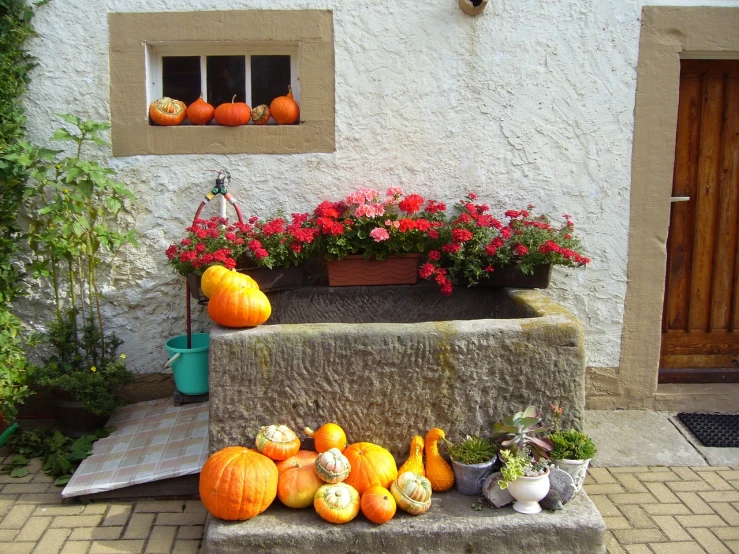a bunch of pumpkins and gourds in front of a house, a photo, by Armin Baumgarten, scottish style, window with flower box, full shot photo