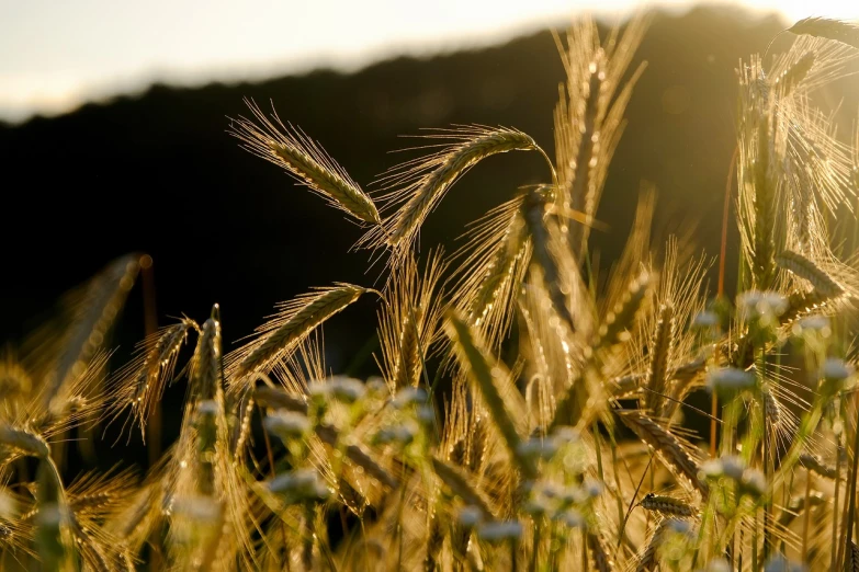 a field of grass with a mountain in the background, a picture, by Thomas Häfner, backlit ears, malt, a close-up, harvest