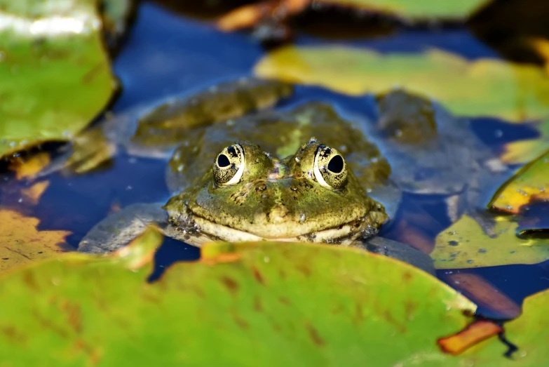 a frog that is sitting in some water, a portrait, shutterstock, lying on lily pad, high detailed photo, on a sunny day, eyes!