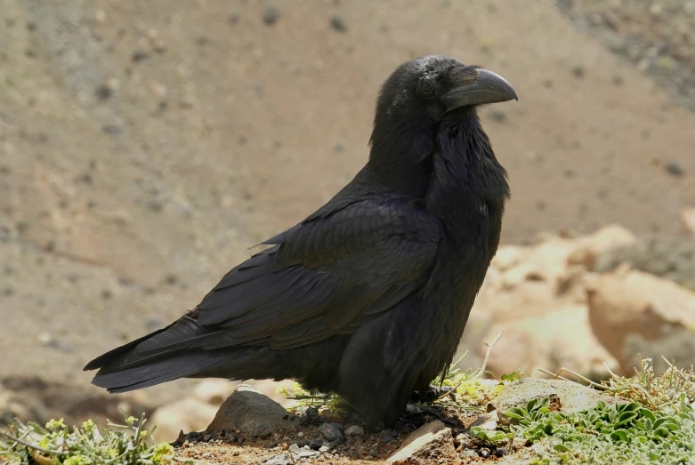 a black bird sitting on top of a grass covered hillside, a portrait, by Gonzalo Endara Crow, hurufiyya, sitting atop a dusty mountaintop, long raven hair, side view close up of a gaunt, resting
