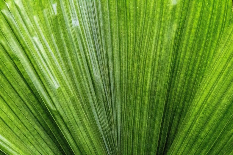 a close up view of a green leaf, palm pattern visible, very sharp photo