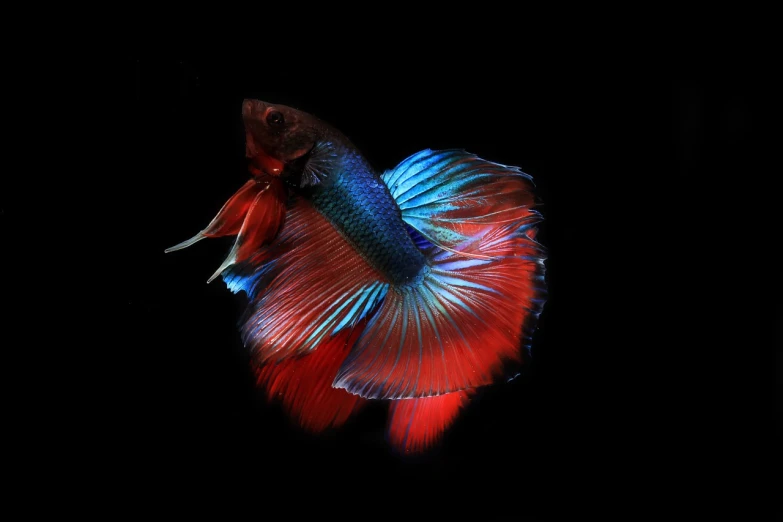 a close up of a fish on a black background, art photography, blue and red two - tone, tail, flash photo