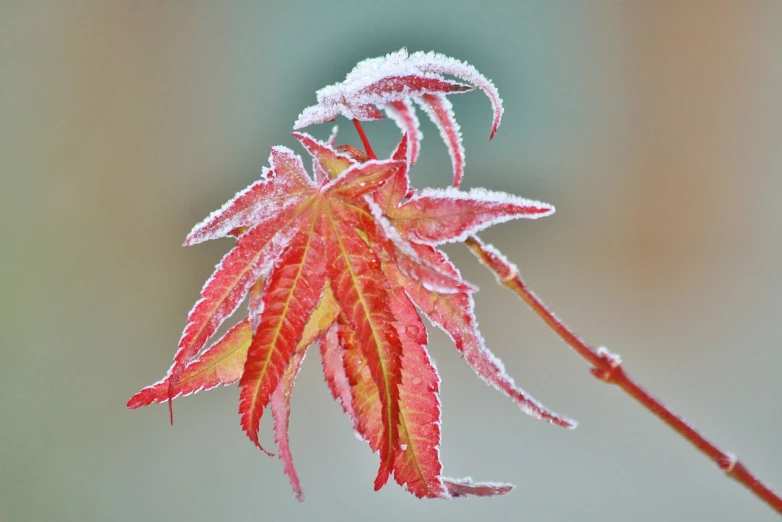 a close up of a leaf with frost on it, japanese maples, fire and ice, queen of winter, emerging from the mist