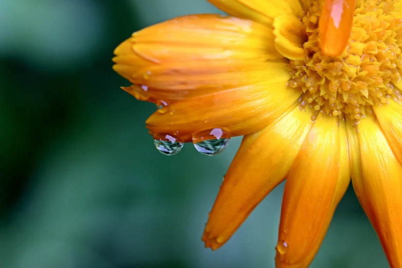 a yellow flower with water droplets on it, by Jan Rustem, flickr, orange flowers, mirror dripping droplet, daisy, it\'s raining