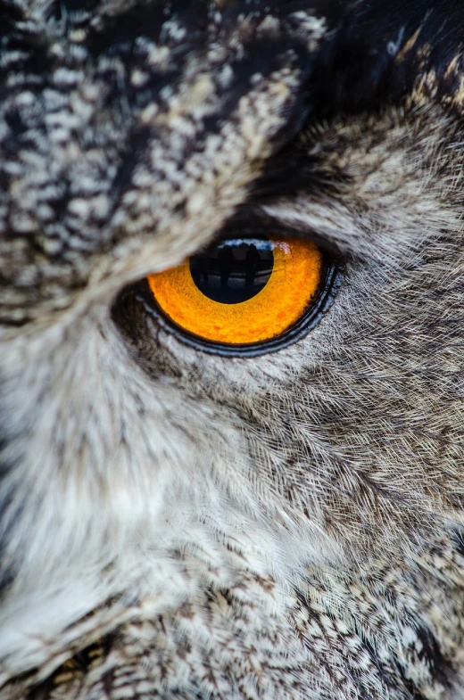 a close up view of an owl's eye, pexels, 🦩🪐🐞👩🏻🦳, hdr detail, shot on nikon d 3 2 0 0, mixture between an! owl and wolf