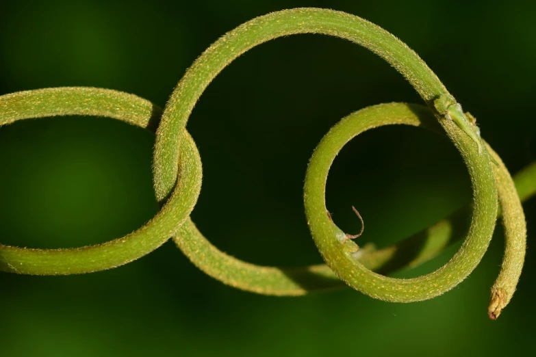 a close up of a plant with two spiral leaves, a macro photograph, by Edward Corbett, trending on pixabay, land art, chains, limbs made from vines, ringlet, long exposure ; sharp focus