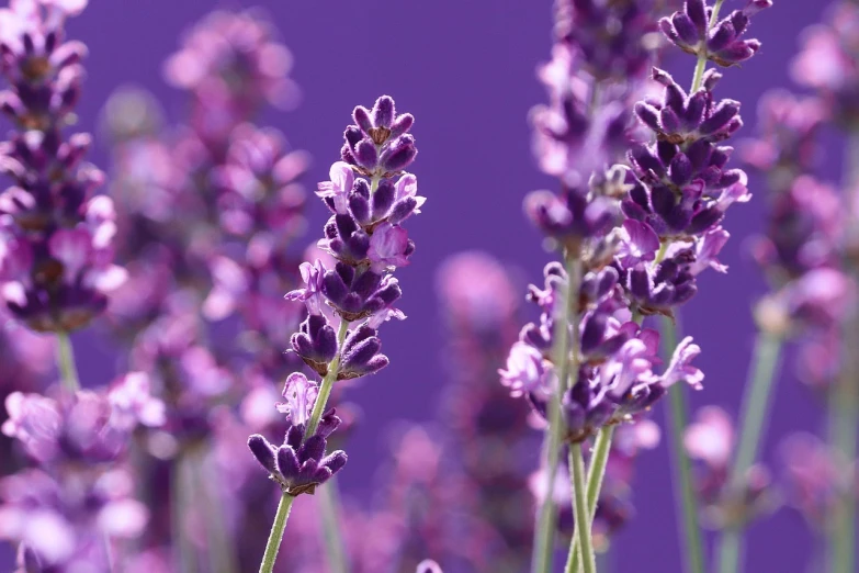 a close up of a bunch of purple flowers, lavender plants, purple background, 3 4 5 3 1, sap