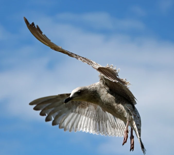 a bird that is flying in the sky, a picture, by Dave Allsop, pixabay, pallid skin, hyperdetailed!, cinematic view from lower angle, aggressive pose