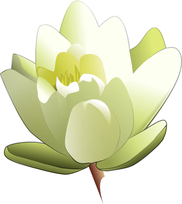 a white lotus flower on a black background, a digital painting, inspired by Masamitsu Ōta, pixabay, hurufiyya, wikihow illustration, painted pale yellow and green, isometric view, full color illustration