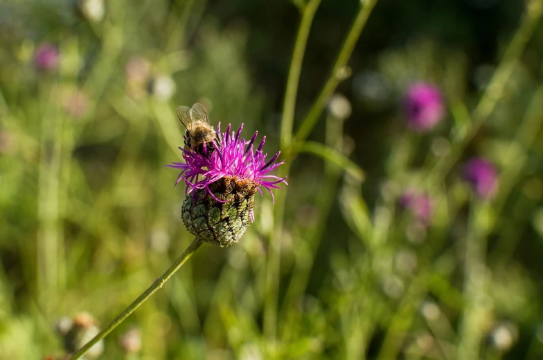 a bee sitting on top of a purple flower, figuration libre, two male, in a sunny day, high res photo, in the middle of a field
