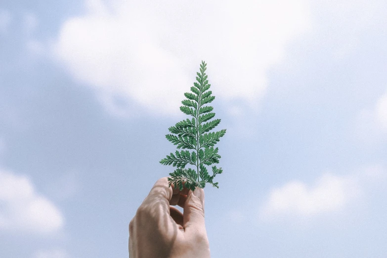 a person holding a plant in their hand, unsplash, environmental art, with clouds in the sky, rinko kawauchi, fern, simple yet detailed