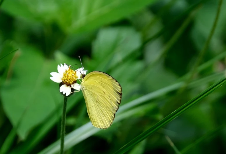 a yellow butterfly sitting on top of a white flower, by Tadashige Ono, minimalism, it\'s name is greeny, closeup photo, blog-photo, mid shot photo