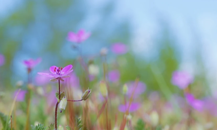 a field of pink flowers with a blue sky in the background, a tilt shift photo, by Charmion von Wiegand, moss and flowers, purple and pink, smooth tiny details, drosera capensis