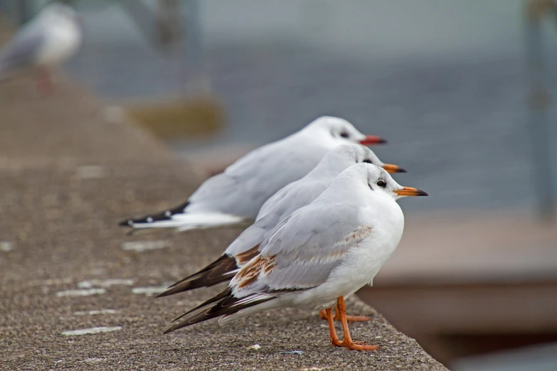 a group of seagulls standing next to each other, a portrait, by Jan Rustem, high sharpness, catwalk, trio, resting