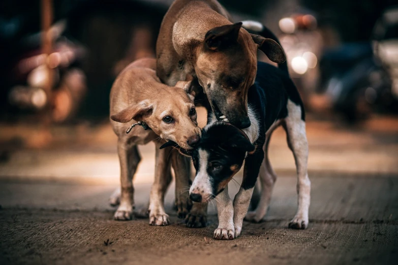 a couple of dogs standing next to each other, by Emma Andijewska, unsplash, india, close-up fight, three animals, holding each other