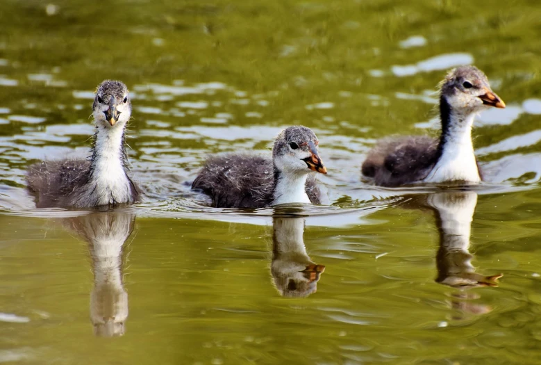 a group of ducks floating on top of a body of water, a picture, by Hans Schwarz, shutterstock, little kid, eating, glossy reflections, closeup 4k