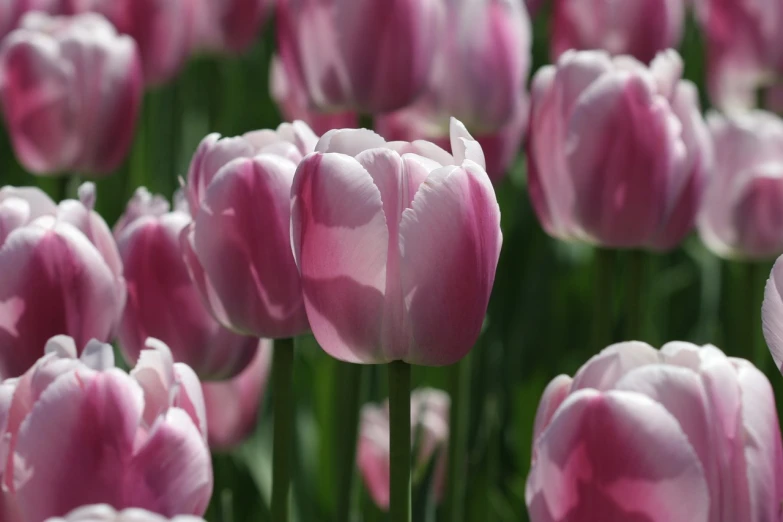 a field of pink tulips on a sunny day, a picture, romanticism, beautiful flower, gray, alexandra fomina, closeup photo