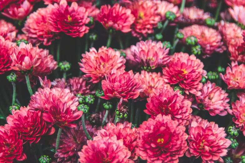 a close up of a bunch of red flowers, by Anna Haifisch, pexels, chrysanthemums, portrait of a pink gang, high quality product image”