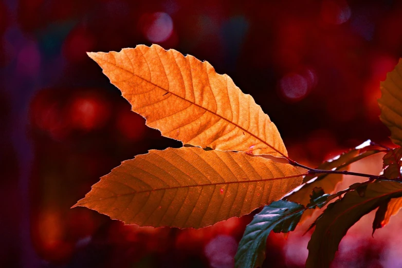 a close up of a leaf on a tree branch, by Jan Rustem, flickr, fine art, vibrant orange background, reddish lighting, avatar image, autumn background