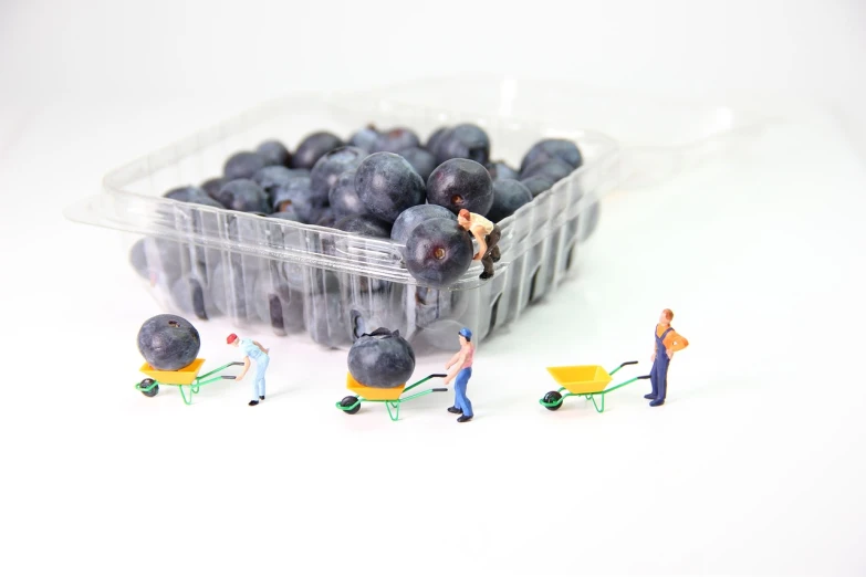 a plastic container filled with blueberries sitting on top of a table, a tilt shift photo, by Kinichiro Ishikawa, figuration libre, funny illustration, people at work, on white background, grape