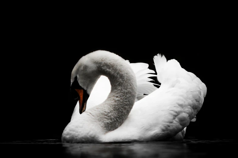 a white swan floating on top of a body of water, a stock photo, shutterstock, romanticism, on black paper, resting on his throne, forming a heart with their necks, istock