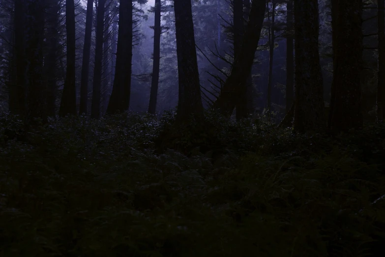 a dark forest filled with lots of tall trees, midnight, 4 k vertical wallpaper, forest floor, dark blue atmosphere