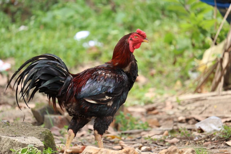 a rooster standing on top of a pile of rocks, a portrait, sumatraism, great red feather, very beautiful photo, high res photo