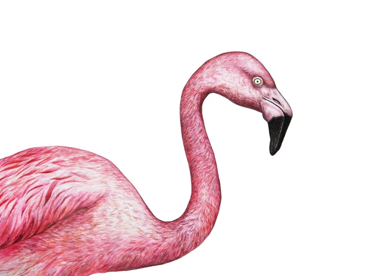 a drawing of a pink flamingo on a white background, an illustration of, by Whitney Sherman, shutterstock, fine art, highly detailed close up shot, rough color pencil illustration, birds - eye view, little kid