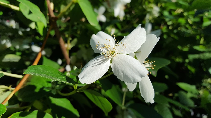 a close up of a white flower on a tree, by David Simpson, pixabay, jasmine, iphone photo, in the sun, clematis like stars in the sky