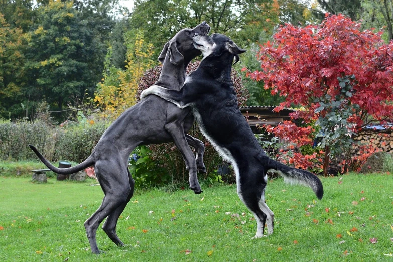 two dogs playing with a frisbee in a yard, a photo, by Zofia Stryjenska, arabesque, muscular!, october, dancing gracefully, 15081959 21121991 01012000 4k